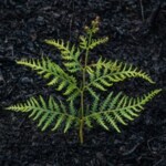 Reforesting Phuket